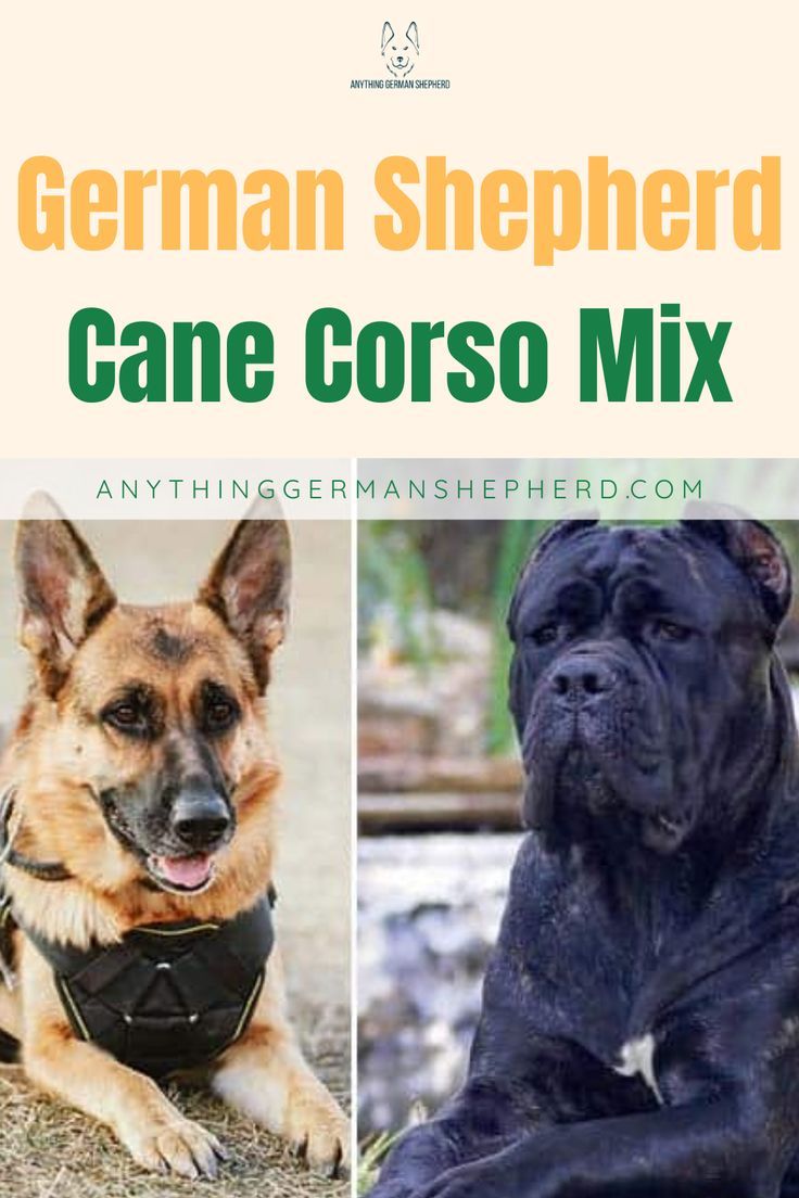 The Rare German Shepherd Cane Corso Mix: What Can You Get From This Cross? German Shepherd Mix Puppies, German Rottweiler, Puppy Pics, German Shepherd Mix, Puppy Pictures, Cane Corso, German Shepherds, Doberman, Rottweiler