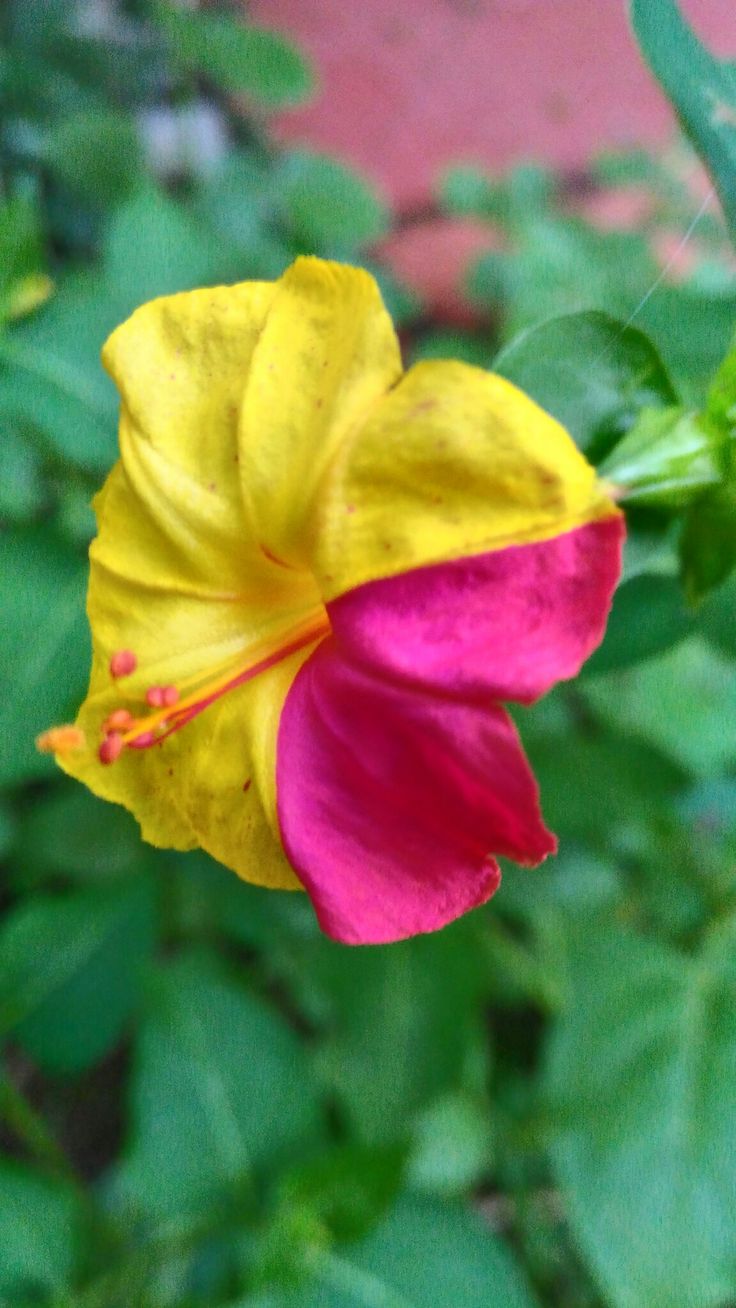 a yellow and pink flower with green leaves