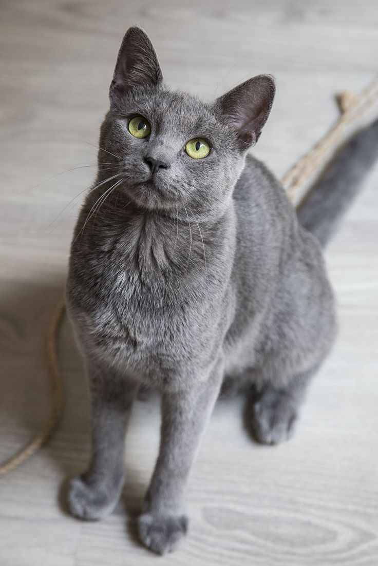 a gray cat sitting on top of a wooden floor next to a tree branch with green eyes