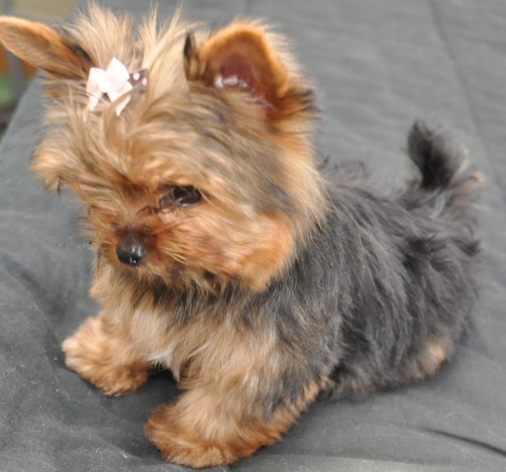 a small dog sitting on top of a bed next to a green sign that says yorkshire terriers