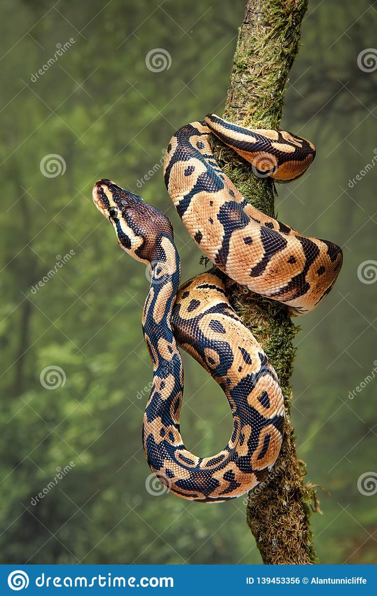 a large, orange and black snake on a tree branch in the jungle - stock image