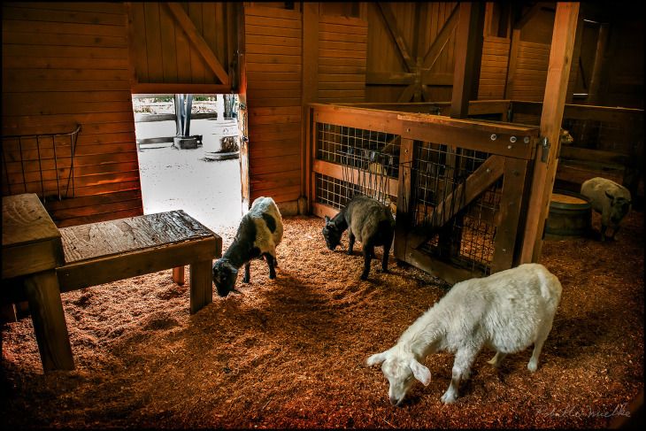 three sheep in a barn eating hay from the floor and on the ground next to a wooden bench