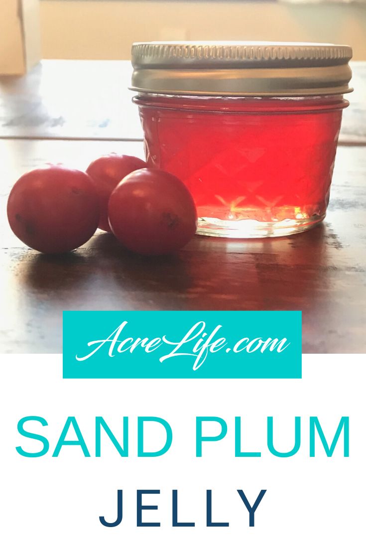 a jar of sand plum jelly next to three plums on a table with text overlay