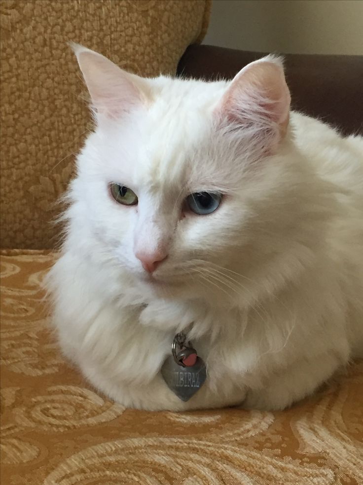 a white cat sitting on top of a couch next to a brown chair and looking at the camera