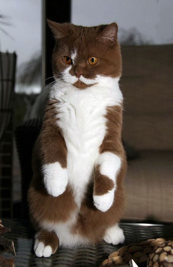 a brown and white cat sitting on top of a table next to some pine cones