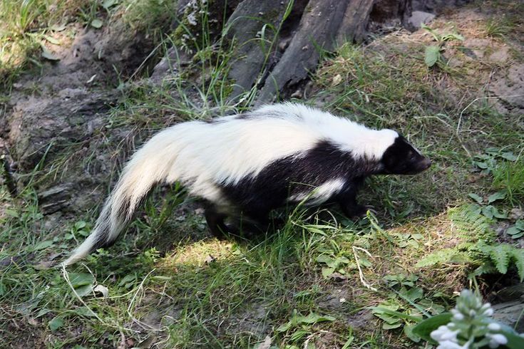 a small black and white animal walking through the grass