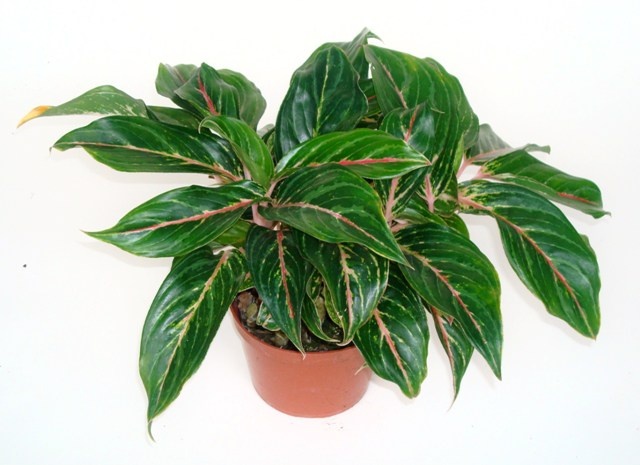 a potted plant with green leaves on a white background