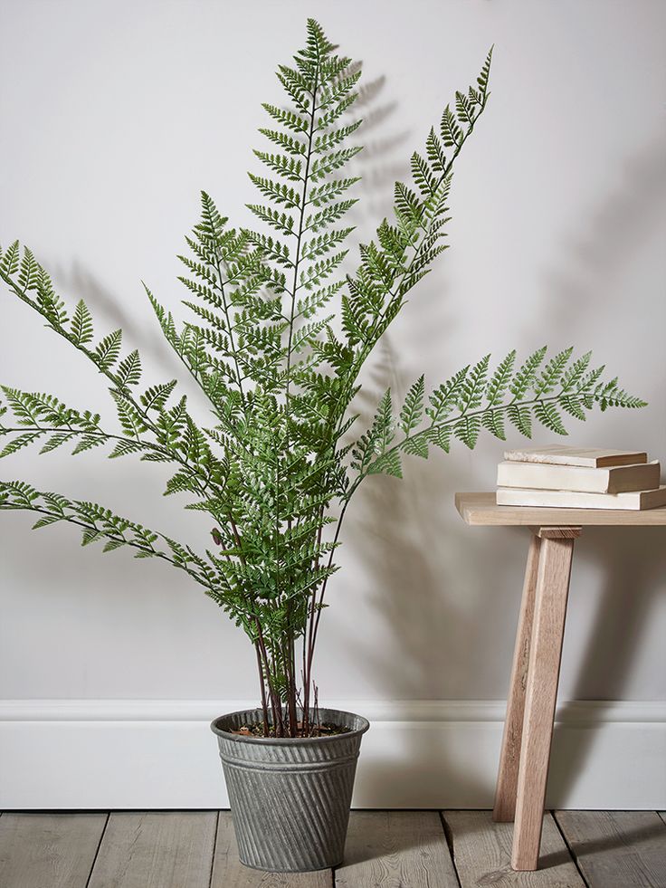 a green plant in a pot next to a wooden table