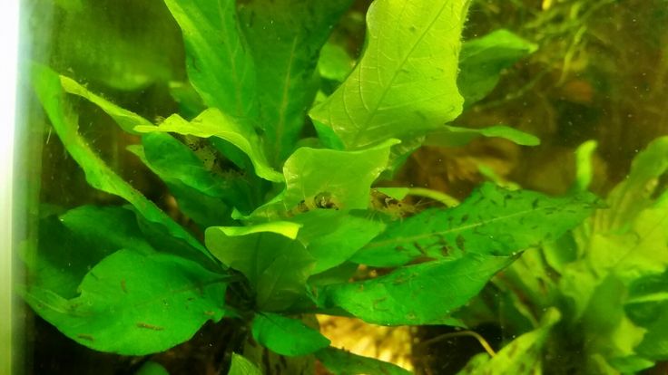 green plants growing in an aquarium filled with water