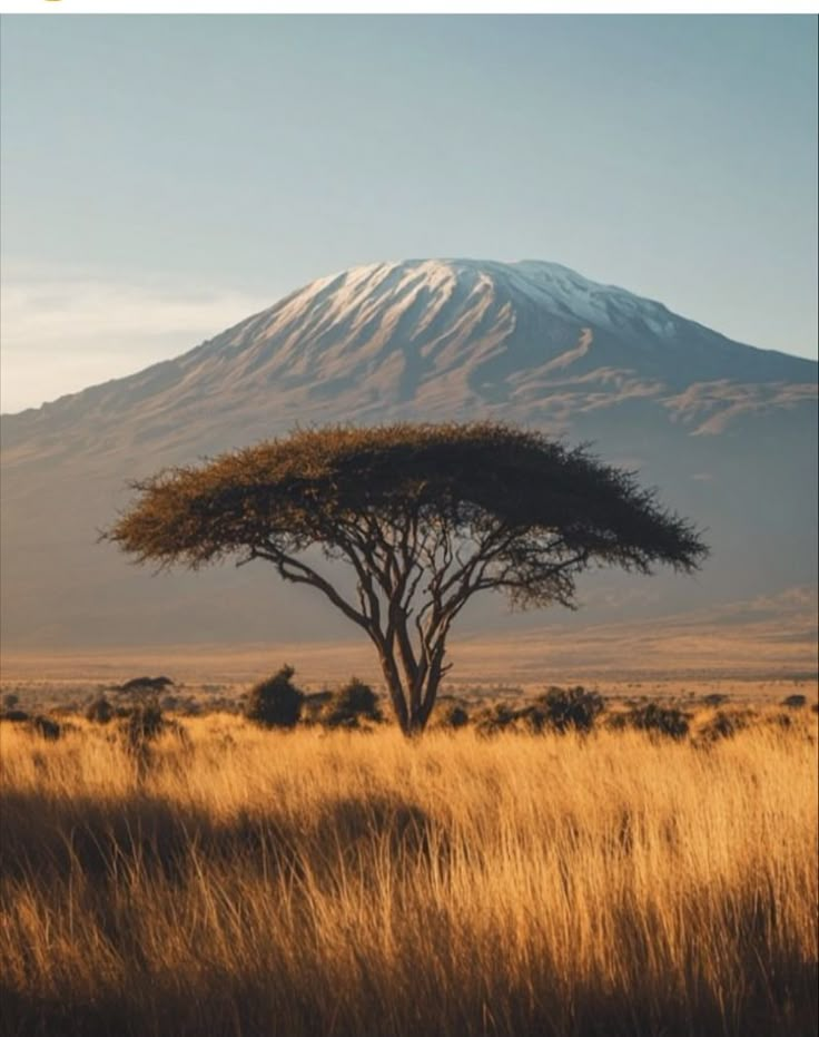 a lone tree stands in front of a mountain