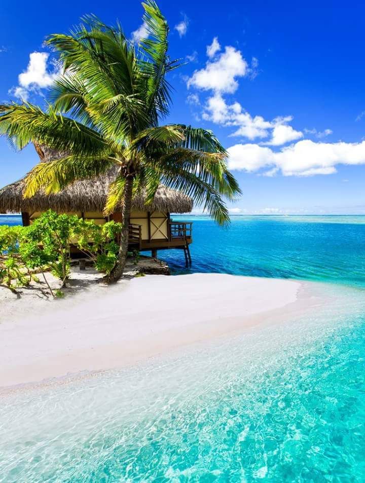 a hut on the beach with palm trees and blue water in the background, surrounded by greenery