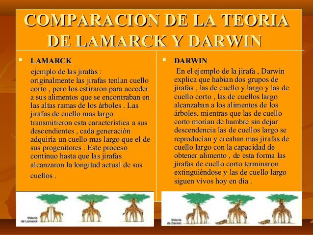 two different types of animals with the words in spanish, and an image of giraffes