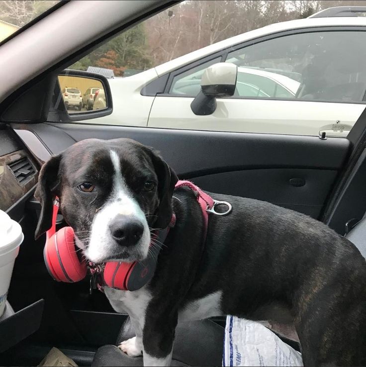 a black and white dog sitting in the driver's seat of a car next to a cup