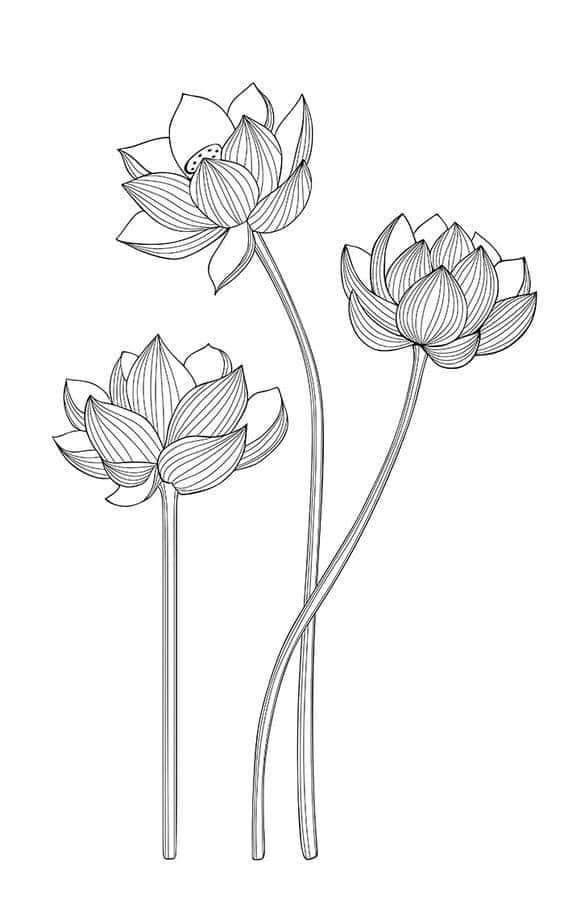 three water lilies are shown in this black and white drawing, with one flower on the