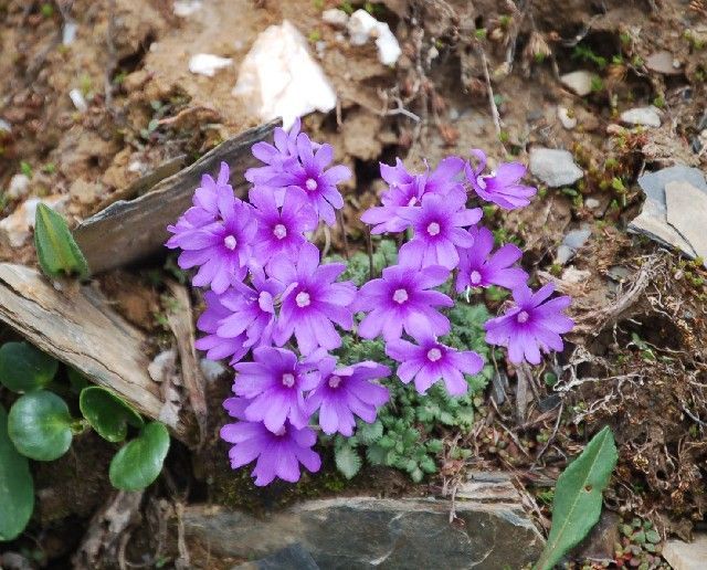 small purple flowers growing out of the ground