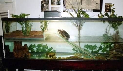 an aquarium filled with plants and rocks on top of a wooden table in front of a white wall