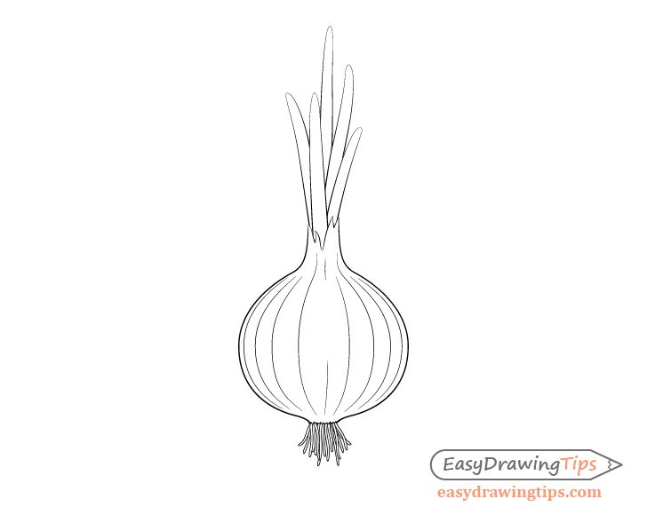 an onion is shown in this drawing