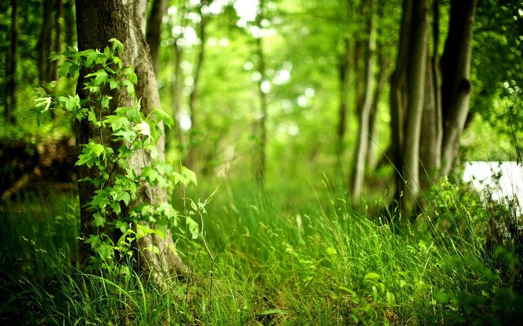 the woods are full of green plants and tall grass, with trees in the background