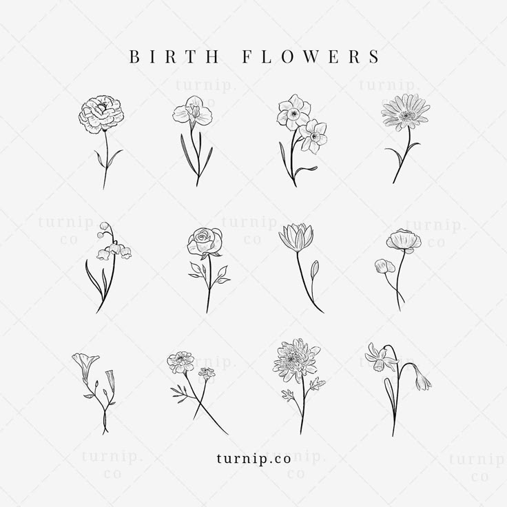 the different types of flowers drawn by hand