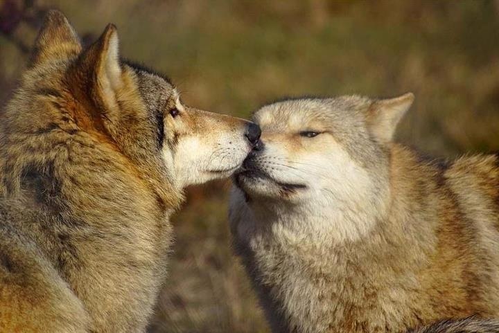 Wolf Kiss - Beautiful Wolves Show Their Affection