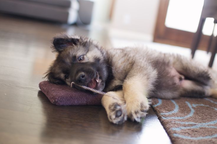 a dog is laying on the floor with its head on a pillow and it's paw hanging out