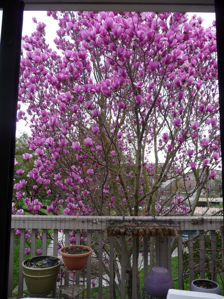 purple flowers are blooming on the tree in front of a deck with potted plants