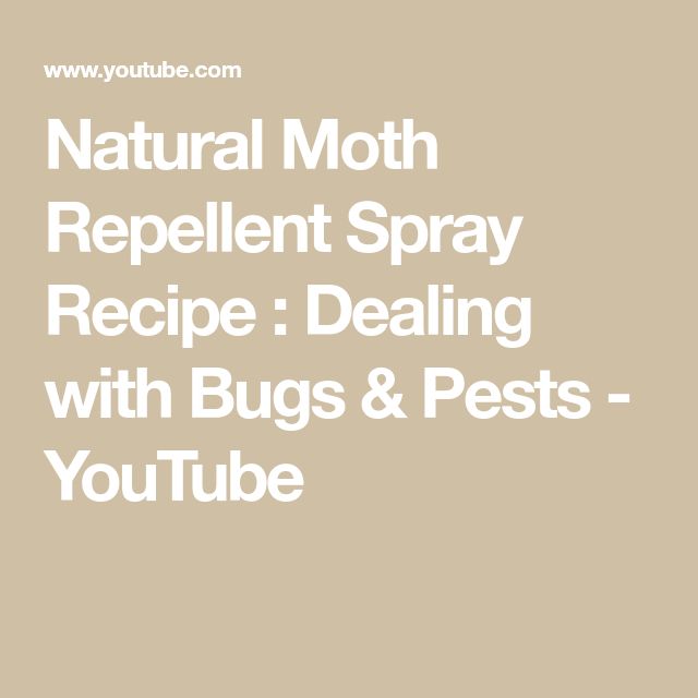 the words natural moth repellent spray recipe dealing with bugs and pests you tube