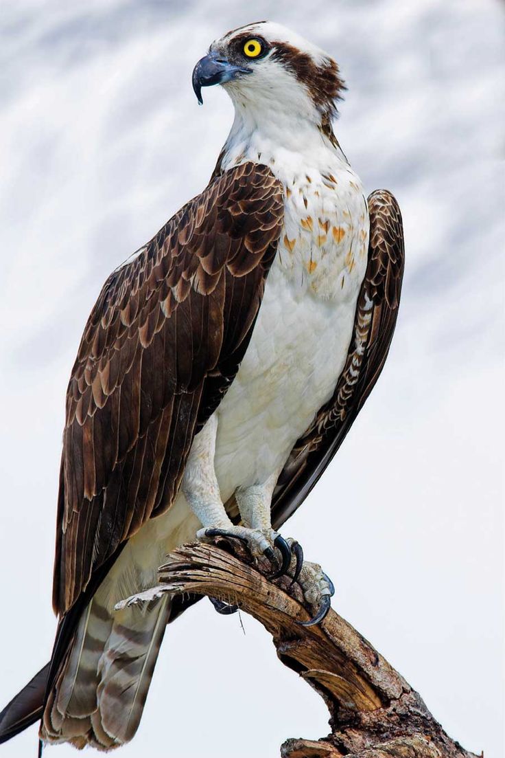 an eagle sitting on top of a tree branch with its wings spread out and yellow eyes