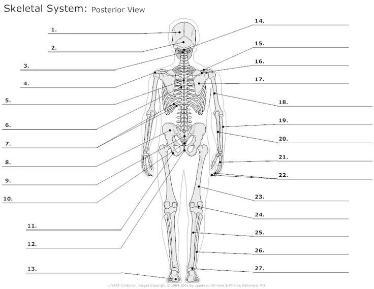 Anatomy Fill In The Blank Worksheets