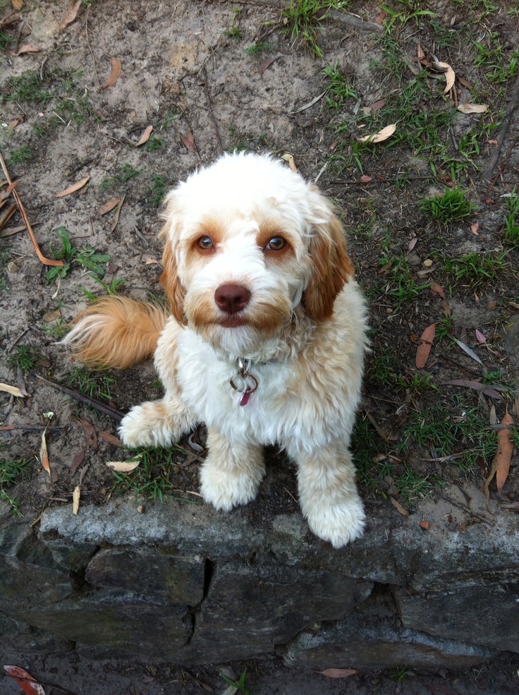 a dog sitting on the ground looking up