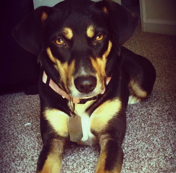 a black and brown dog laying on the floor