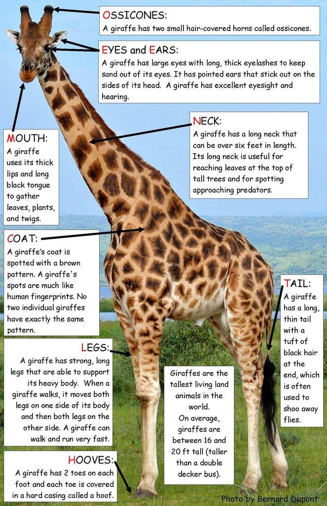 the giraffe is labeled in several different parts of it's body and neck