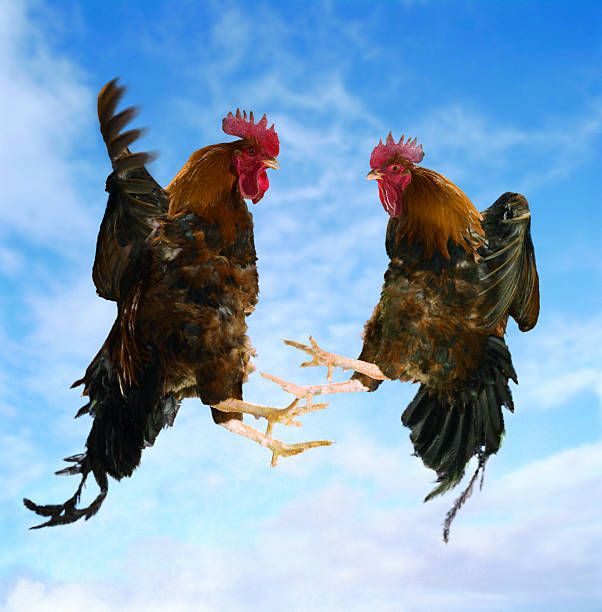 two roosters are flying in the air with their beaks open and one is upside down