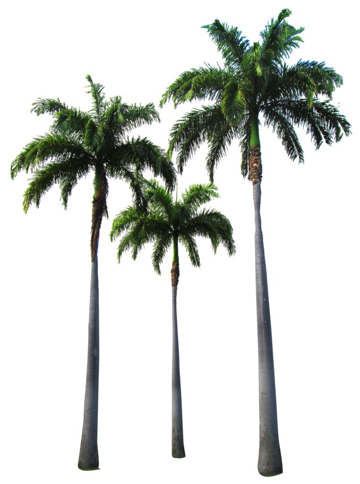 three tall palm trees against a white sky