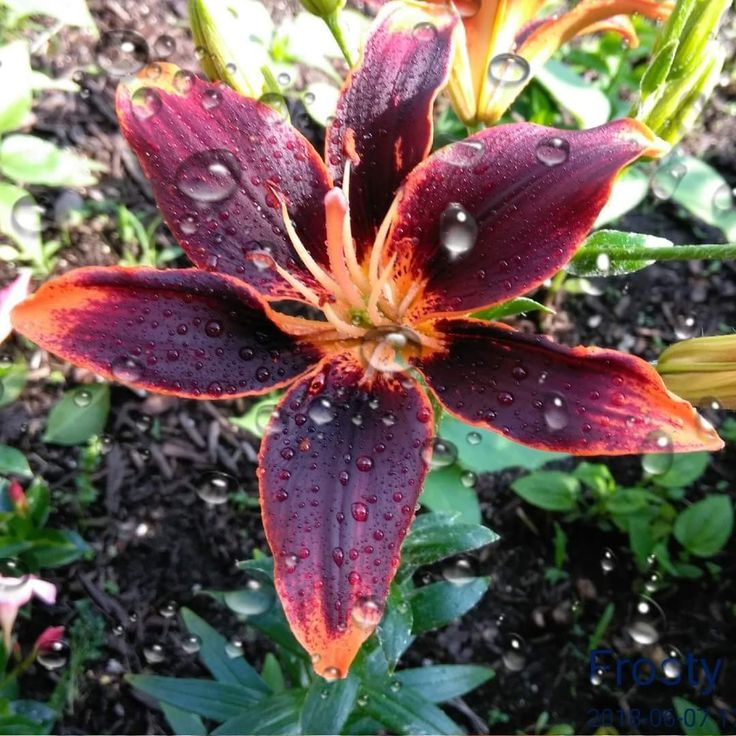 a purple flower with drops of water on it