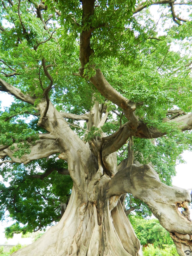 an old tree with very large roots and green leaves