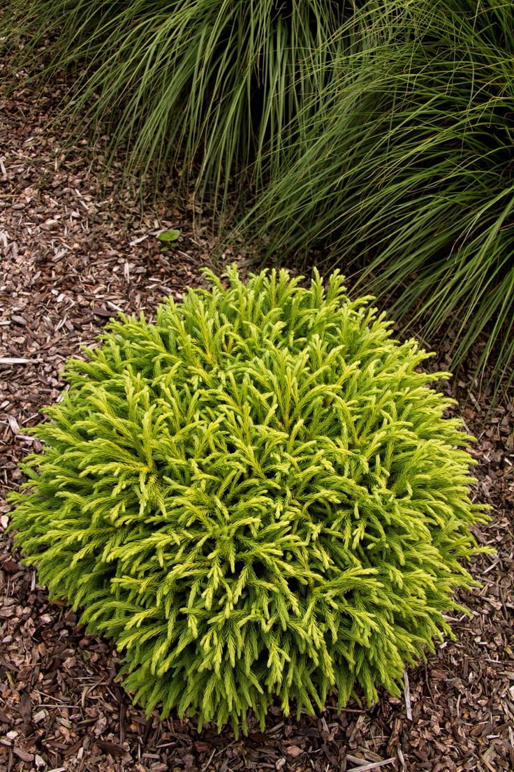 a green bush is in the middle of some mulch