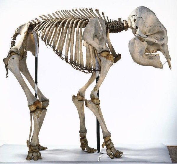 the skeleton of a dog is on display