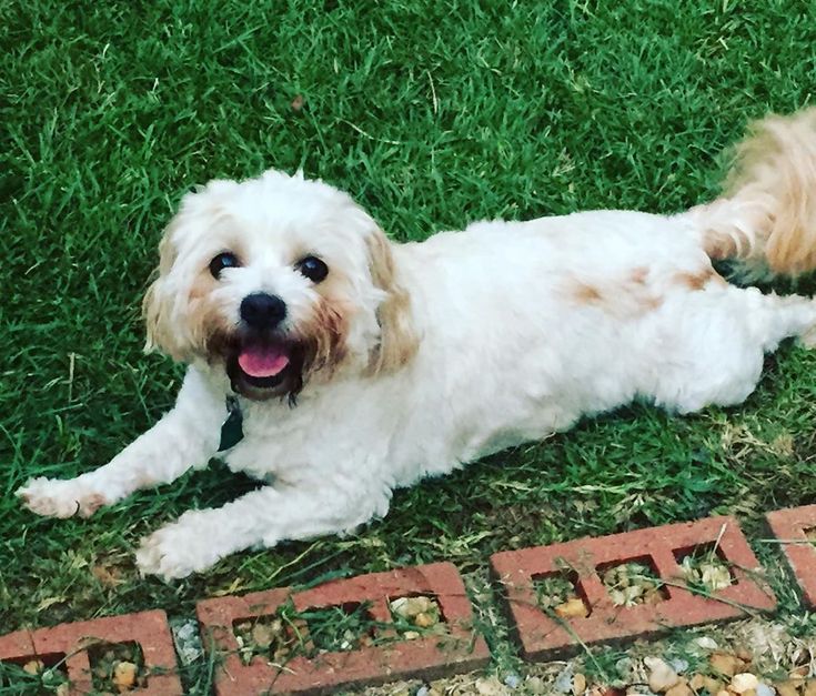 a small white dog laying on top of a lush green grass covered field next to a brick walkway