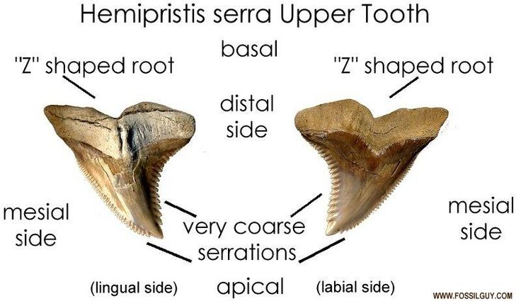 two different types of teeth are shown in this graphic above the words hemipriss serra upper tooth, z shaped root, and vertical side