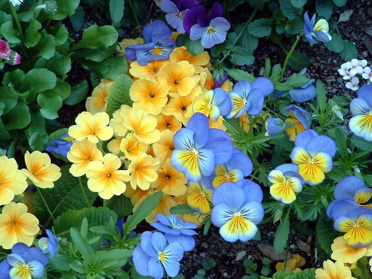 many different colored flowers in a garden