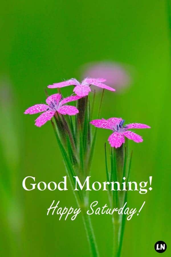 some pink flowers with the words good morning happy saturday