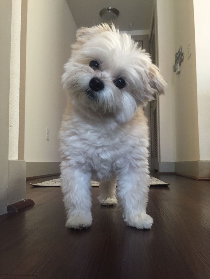 a small white dog standing on top of a hard wood floor next to a doorway