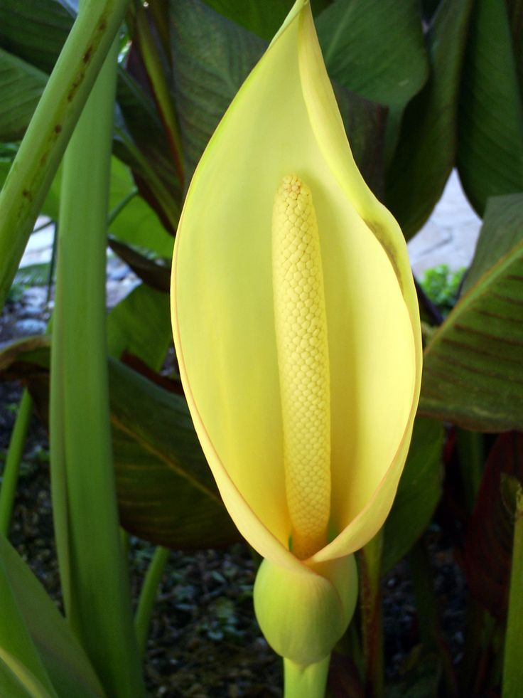 a yellow flower with green leaves in the background