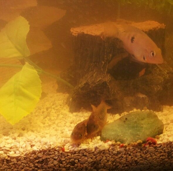 an aquarium filled with fish and plants in it's tank next to some rocks