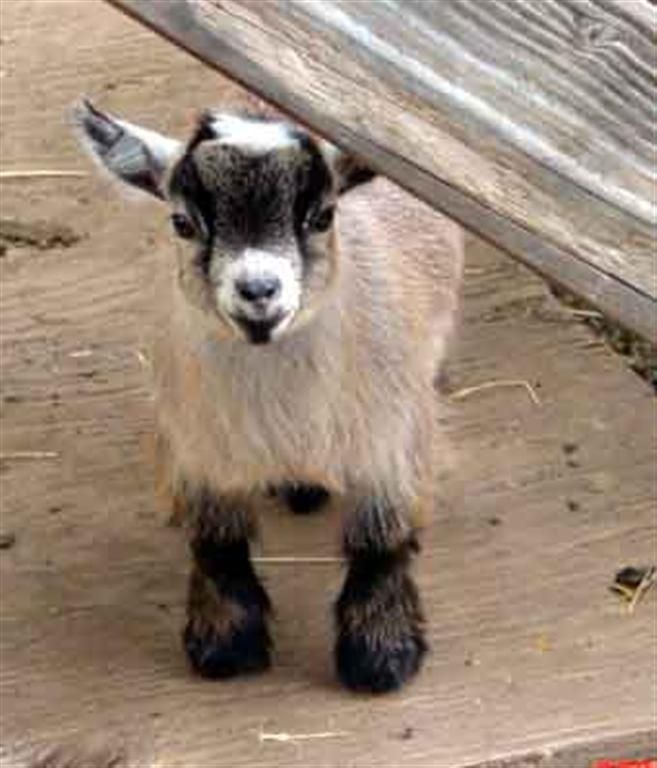 a small goat standing on top of a wooden floor next to a wall and fence