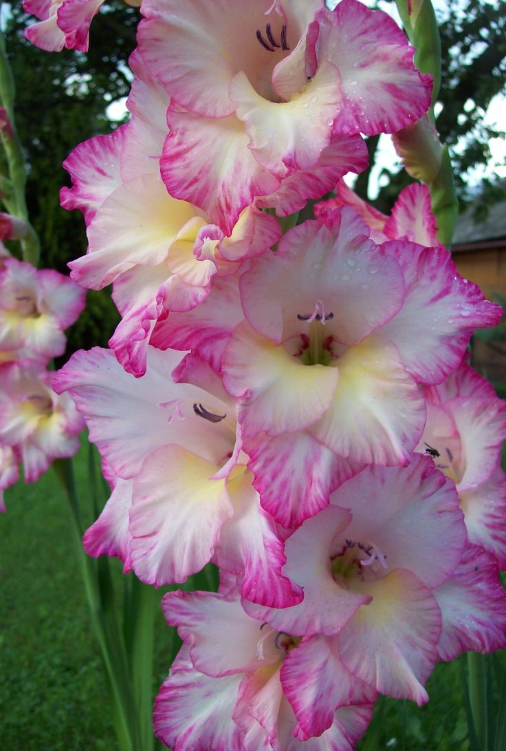 some pink and white flowers in the grass