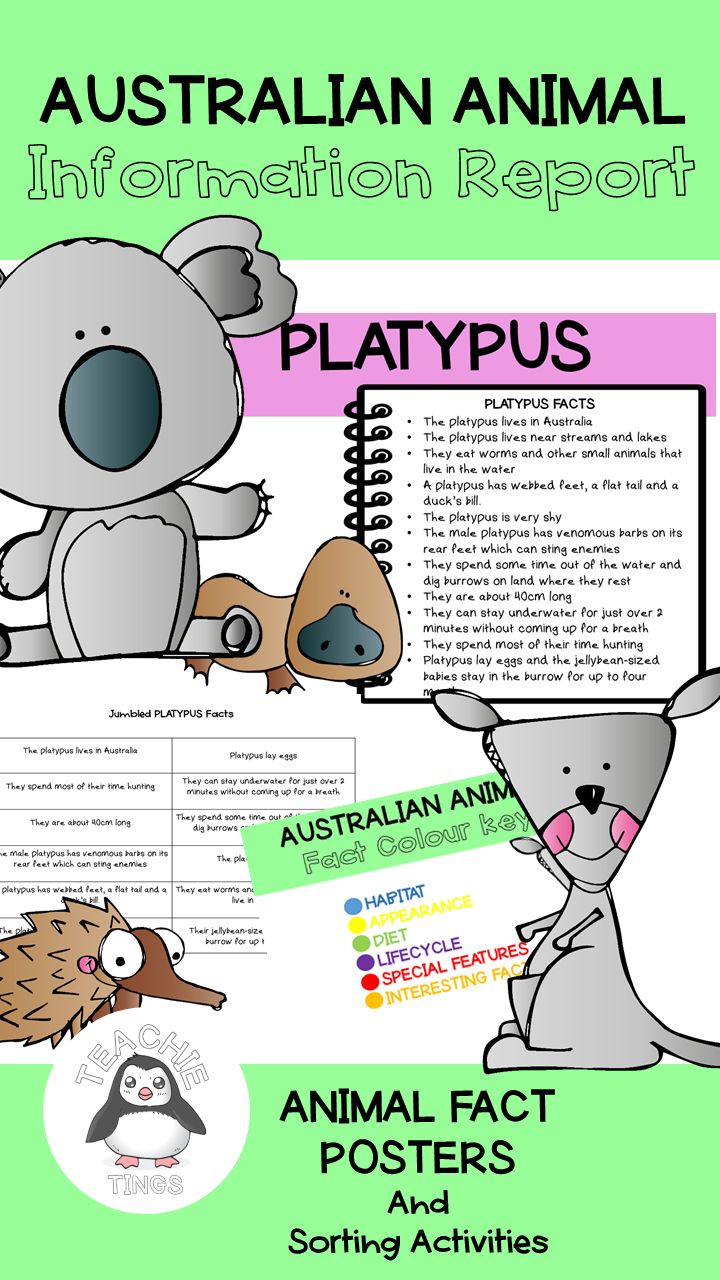 the australian animal information report is shown with an image of a koala bear and other animals