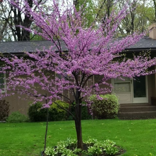 a tree with purple flowers in front of a house on a green grass covered yard