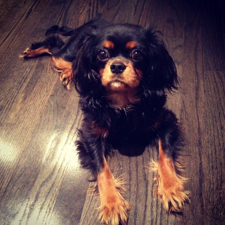 a small black and brown dog sitting on top of a wooden floor